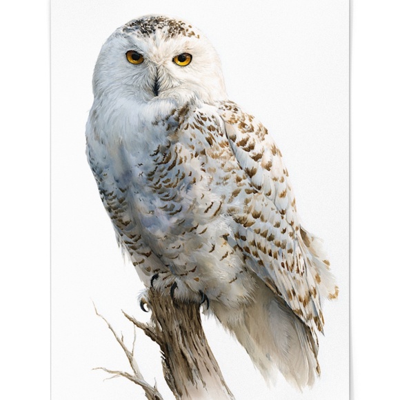 Watercolor Snowy Owl Portrait Wall Art Print, Unframed - Mystic Winter Grace - Picture 2 of 6